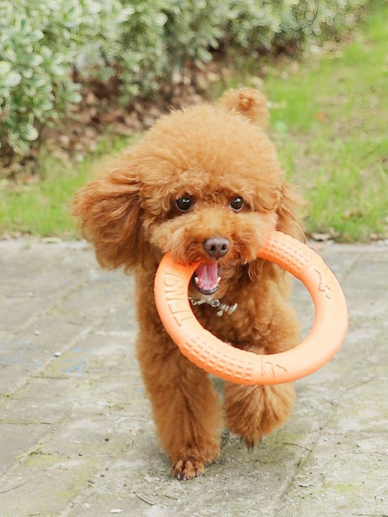 Chien Fitness Ring Morsure de chien Anneau de dressage de chien, animal de  compagnie Chien Jeu en plein air Exercices d'agilité